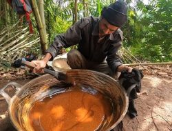 Petani Gula Cipongkor Coba Kembangkan Gula Semut Aren
