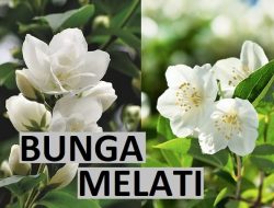 Bunga Melati, Teksonomi, Ciri dan Jenisnya