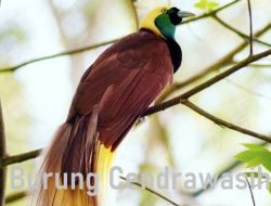 Burung Cendrawasih – Ketahui Taksonomi, Habitat, Populasi
