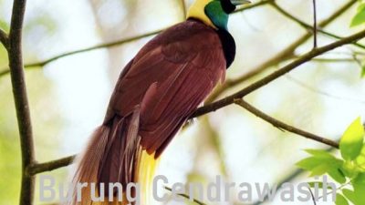 Burung Cendrawasih – Ketahui Taksonomi, Habitat, Populasi