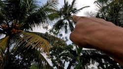 cara mematikan pohon kelapa